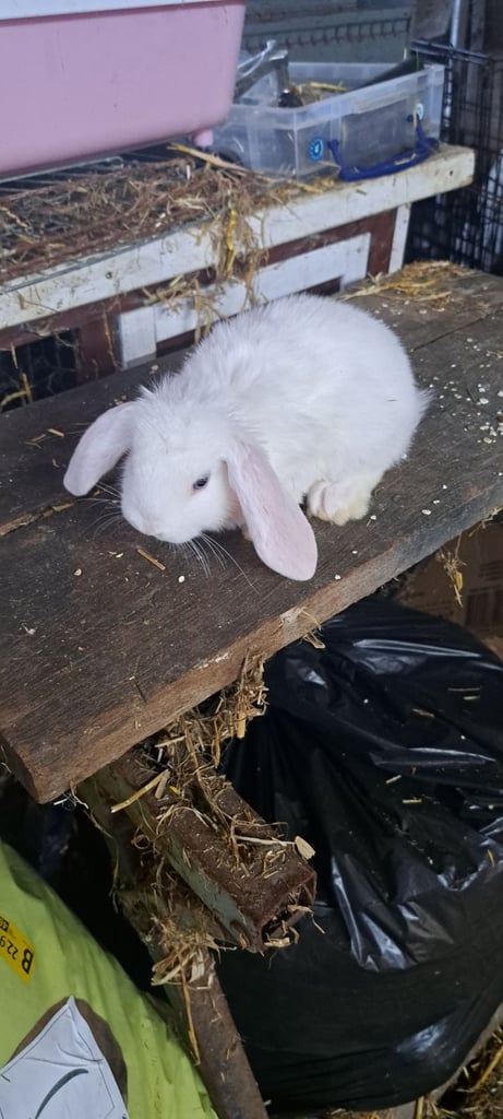 Baby mini lop bunnies 