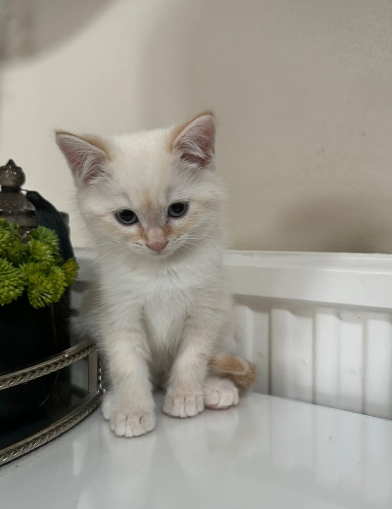 Flame point shorthair kittens 
