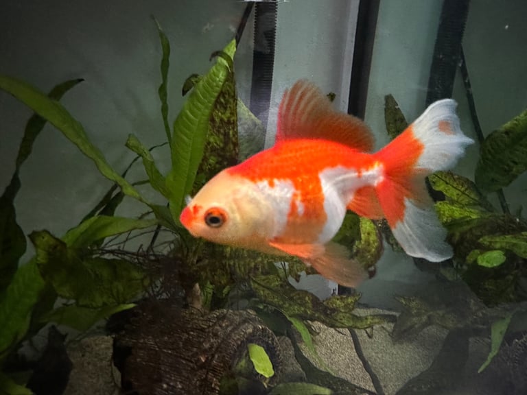 Pearlscale goldfish needs rehoming