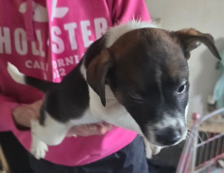 Traditional Jack russells puppies for sale