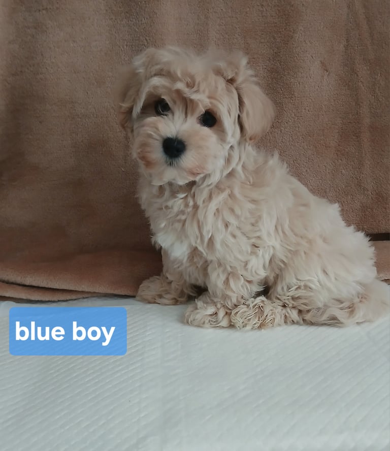 Stunning maltipoo pups 