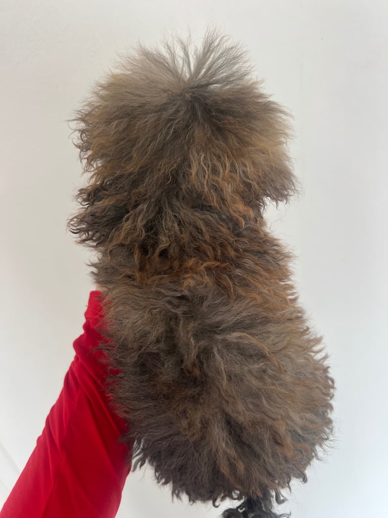 Toy poodle puppies for sale