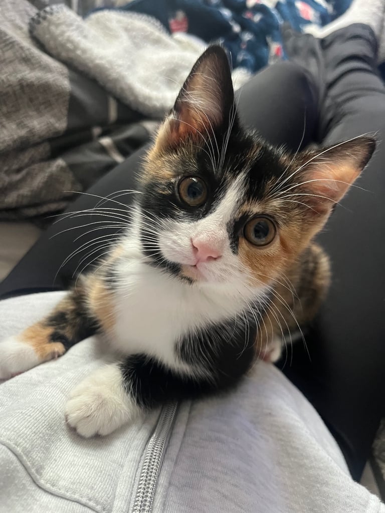 kitten for sale 