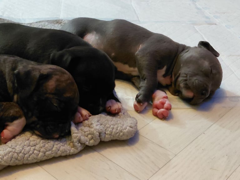 Bully pups for sale