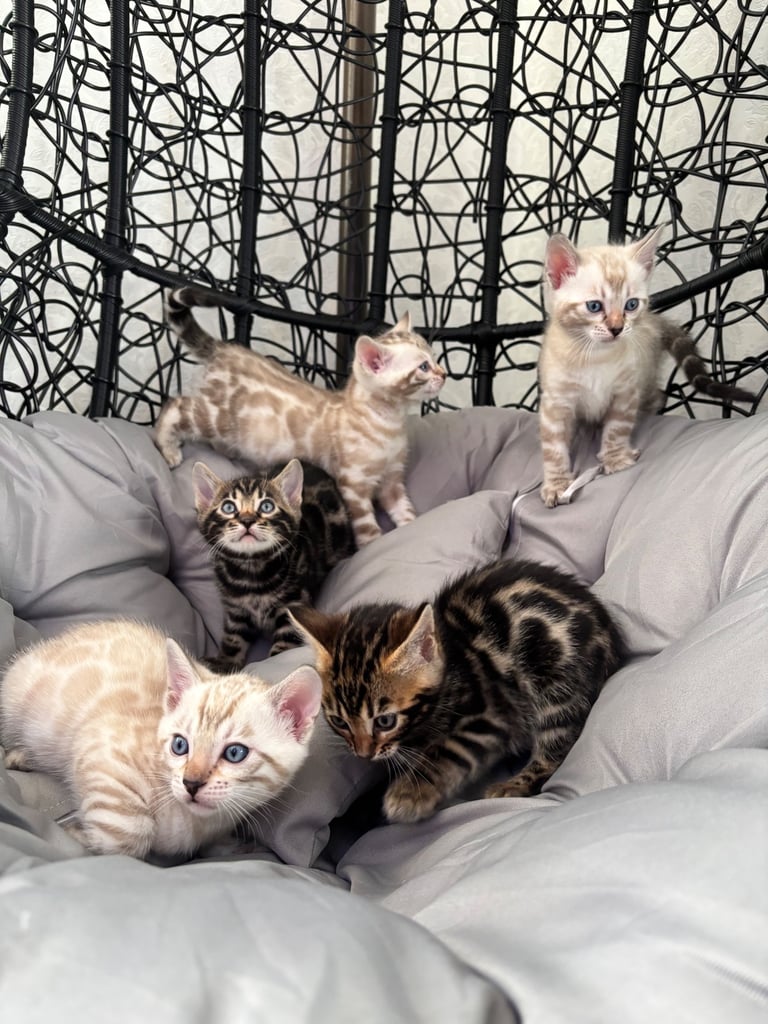 🐾Gorgeous Pure Bengals Ready Now🐾