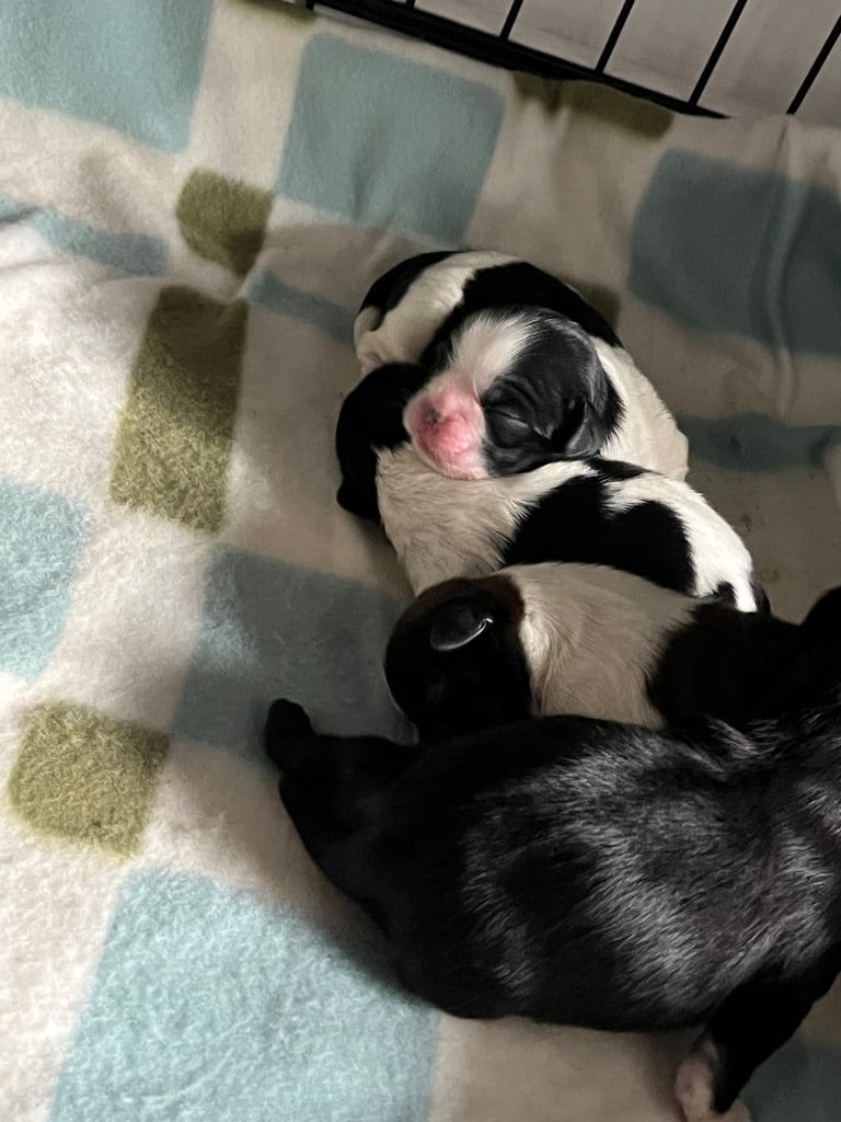 One beautiful baby girl shih tzu puppie