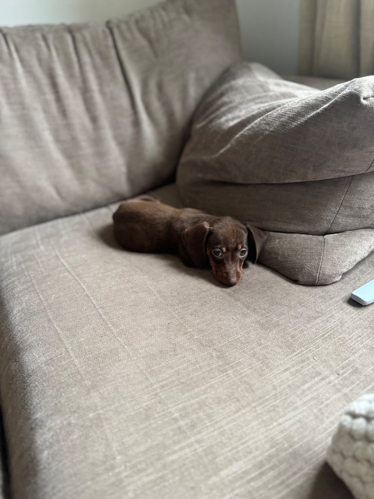 Miniature dachshund puppy