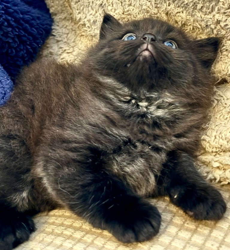 Adorable kitten for sale (LAST ONE)