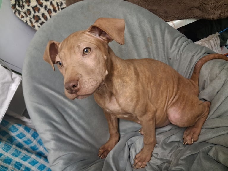 Puppy's staff x shar-pei 