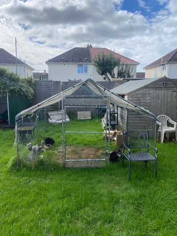 Cattery in Poole, Dorset Gumtree