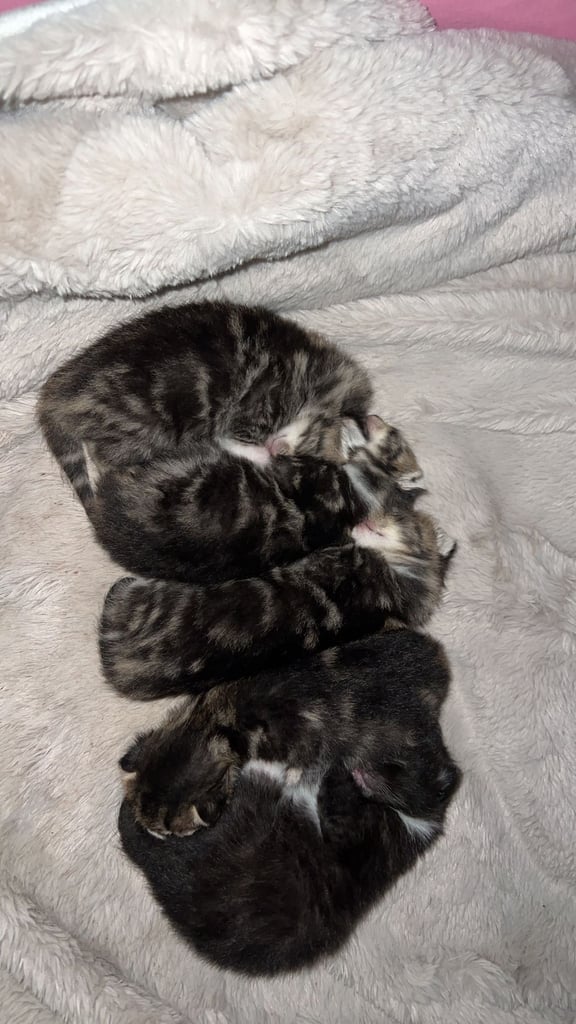 Pure tabby Kittens for sale 