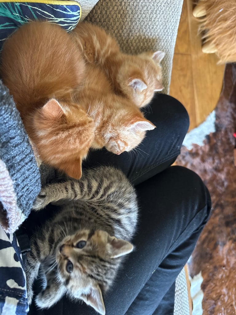 Gorgeous affectionate fluffy kittens 