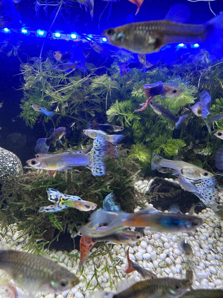 Aquarium Guppies