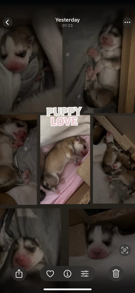 image for Puppy husky’s 