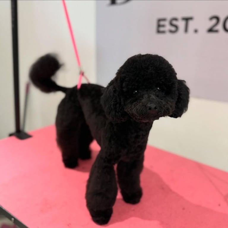 Mini/toy poodle puppies