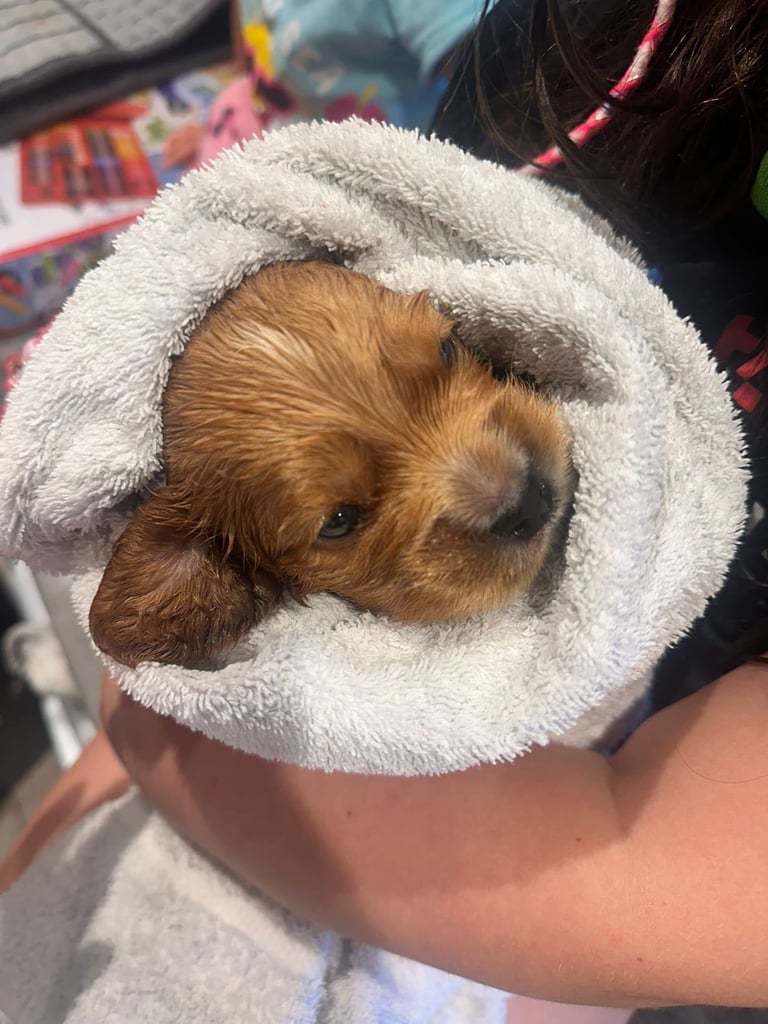 Ready to go! 1 beautiful show cocker spaniel for sale