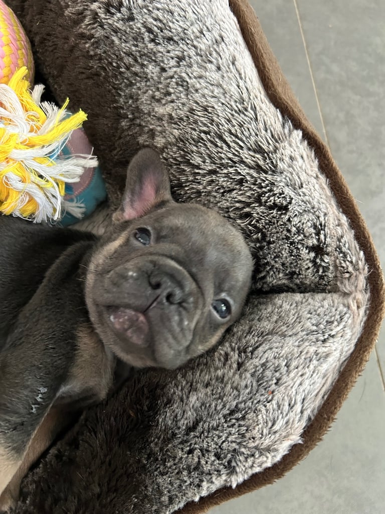 Full pedigree french bulldog Puppy (one left)