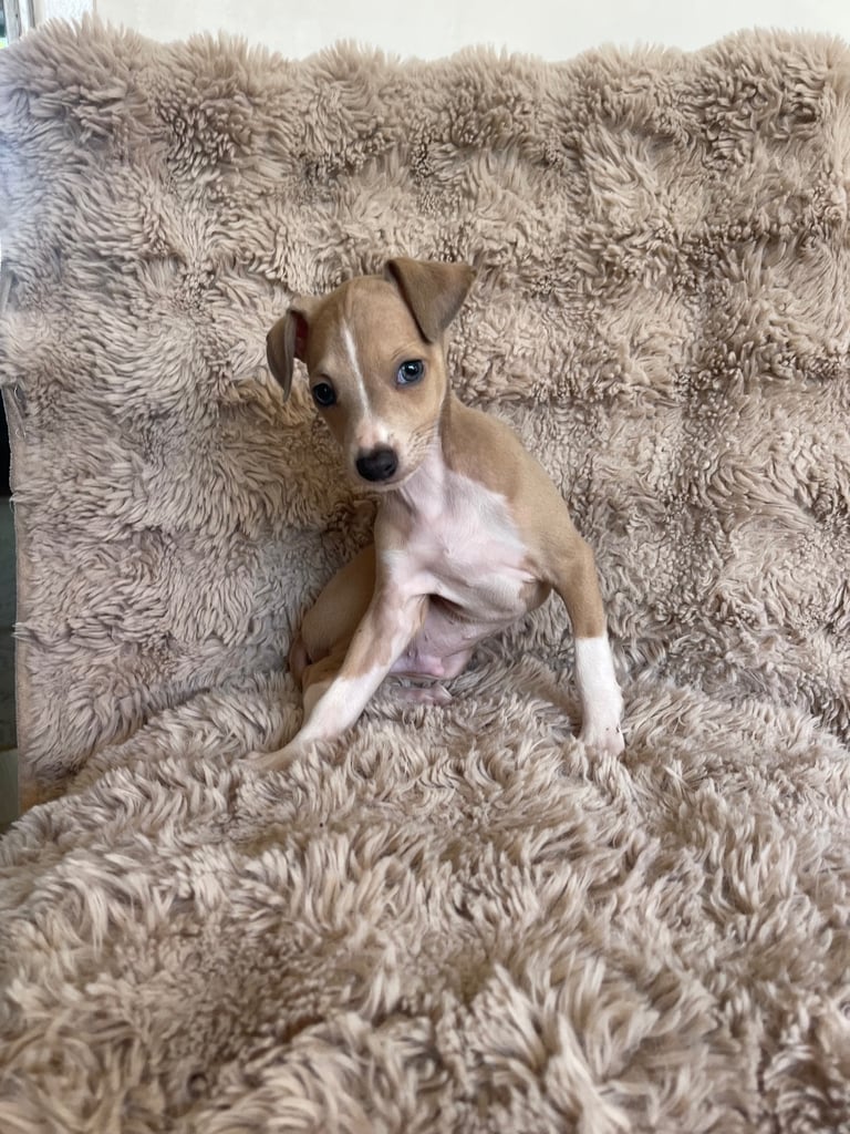 Italian Greyhound Bull Arab Cross Greyhound Shop Greyhound