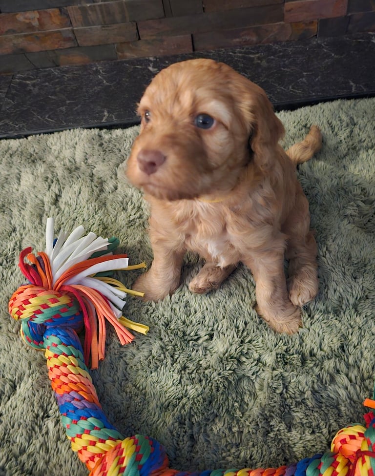 Miniature Cockerpoo Puppys