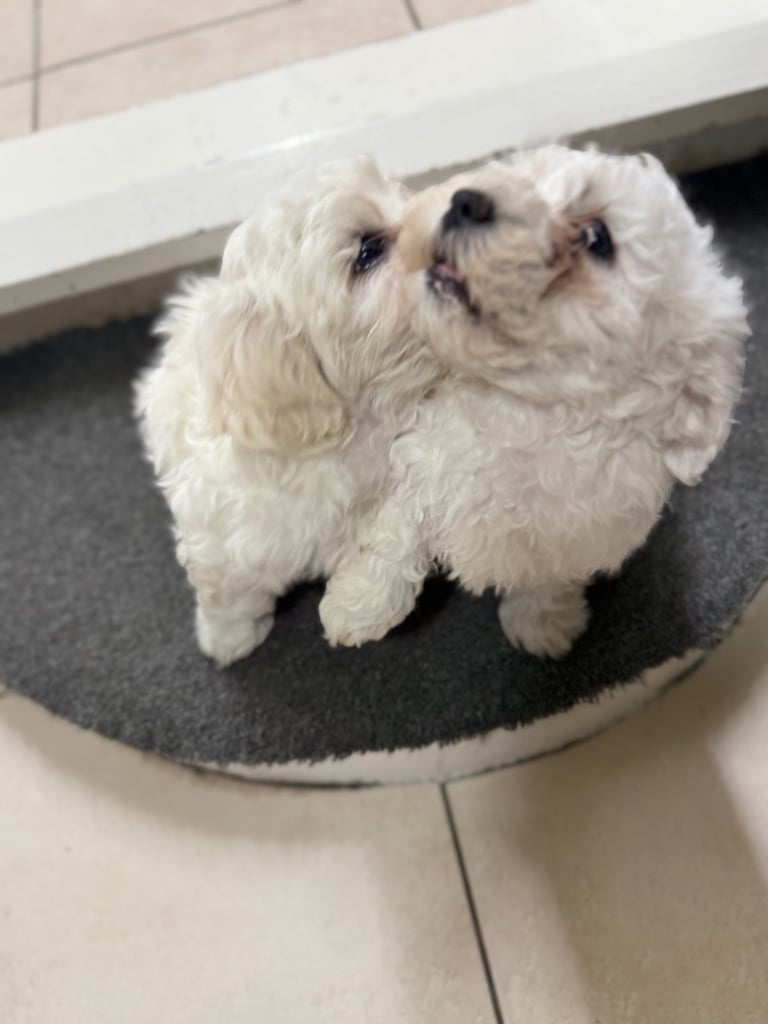 Bichon Frise 