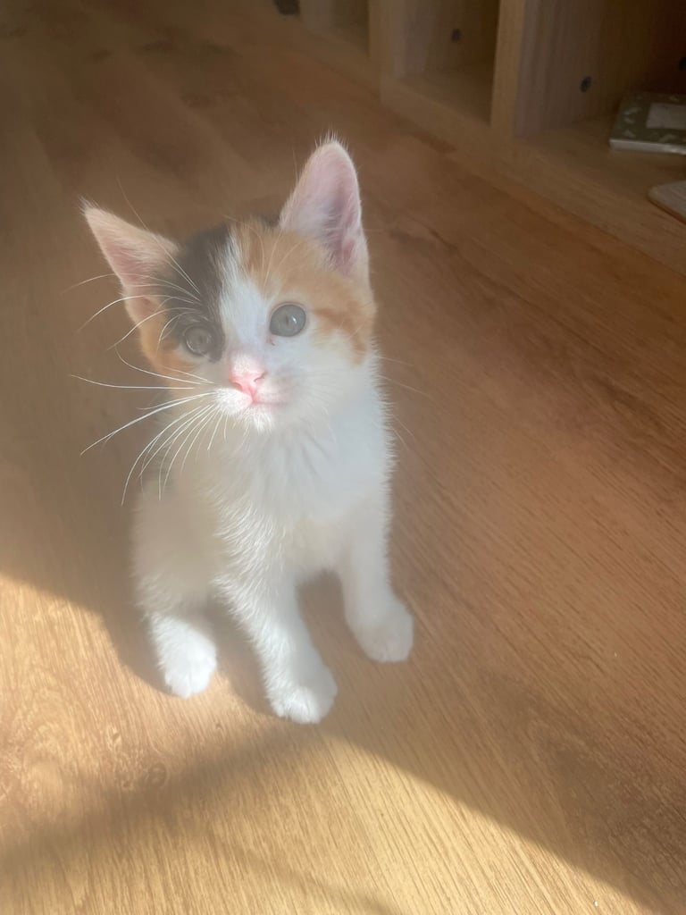 3 calico and 1 ginger tabby 