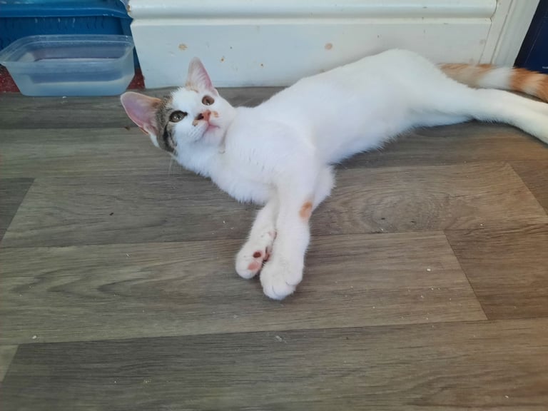 beautiful female kittens, white / tabby, looking for a new home