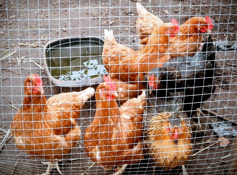 Chickens