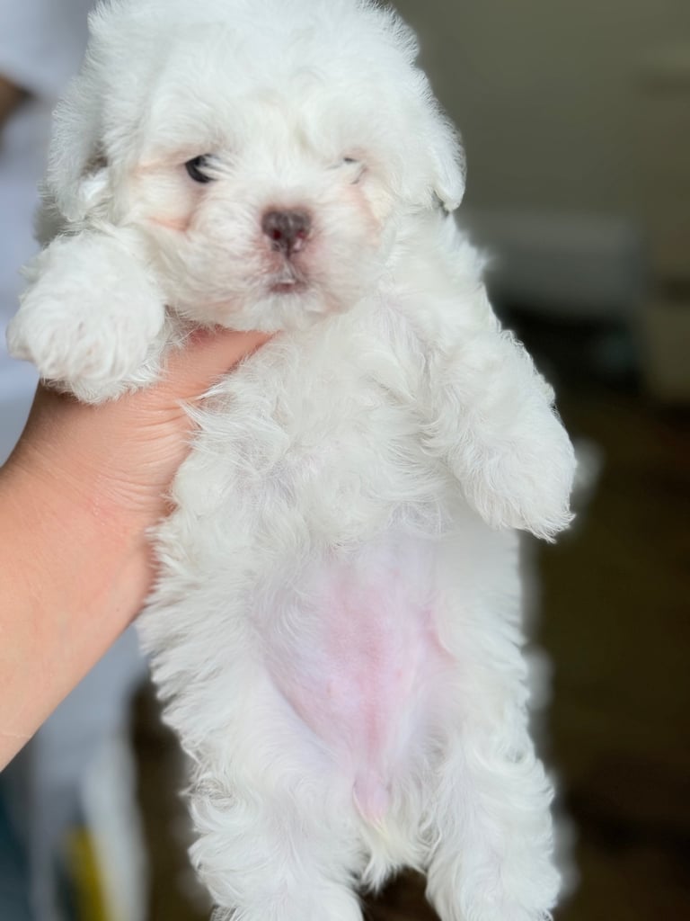 Maltese puppy’s 
