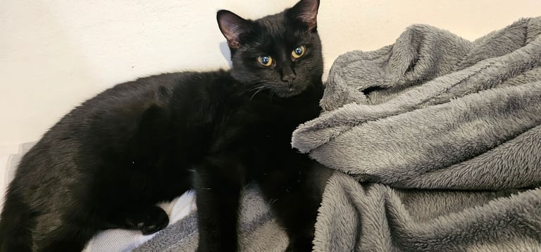 🐈‍⬛️ Beautiful Black Female Cat – Calm, Affectionate & Great with Kids