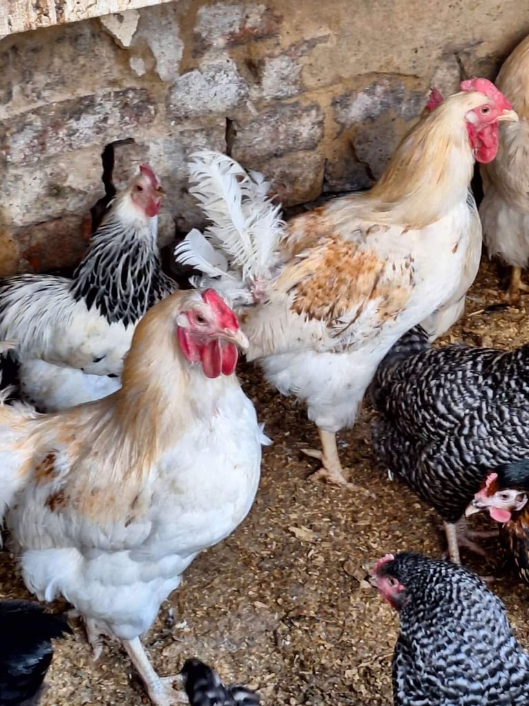 MALE FEMALE CHICKENS FOR SALE