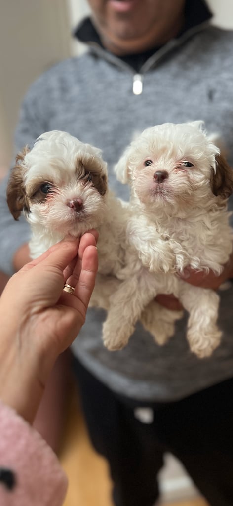 Maltese