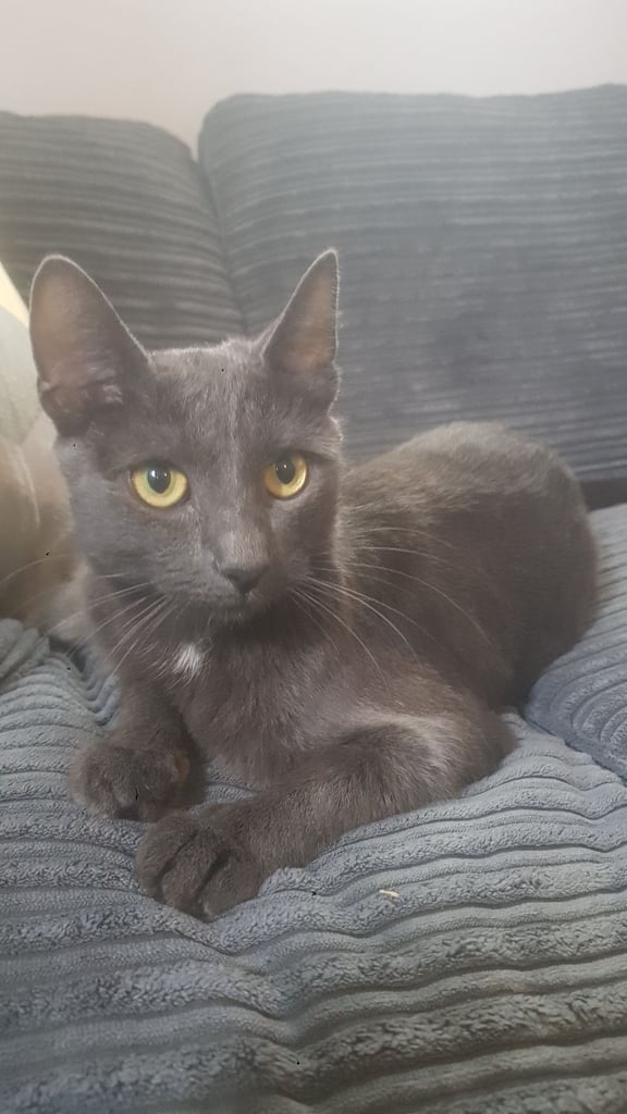 Grey Russian blue female (xena) 
