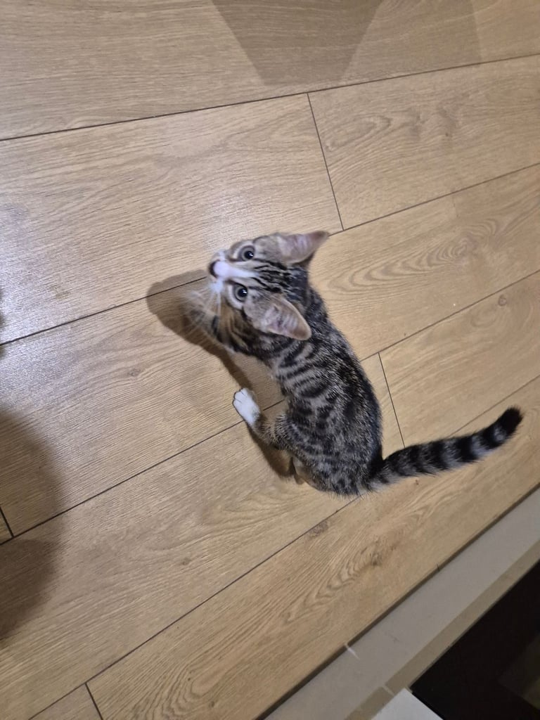 URGENT: KITTEN FOR SALE