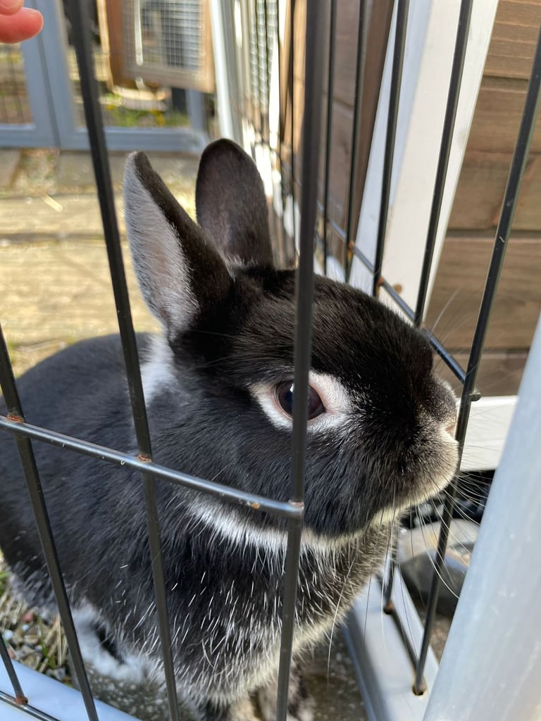 Netherland Dwarf Rabbit, including cage 
