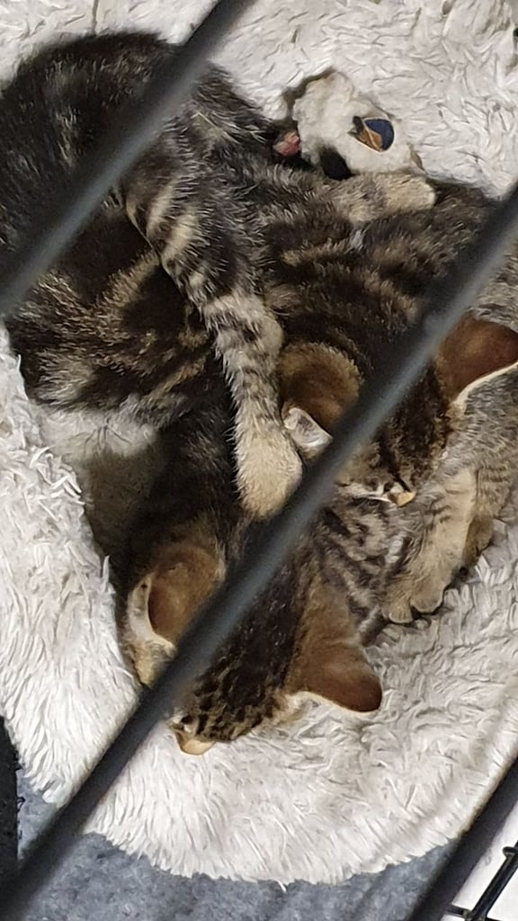 Bengal mix Kittens 8wks old marble spotted and striped