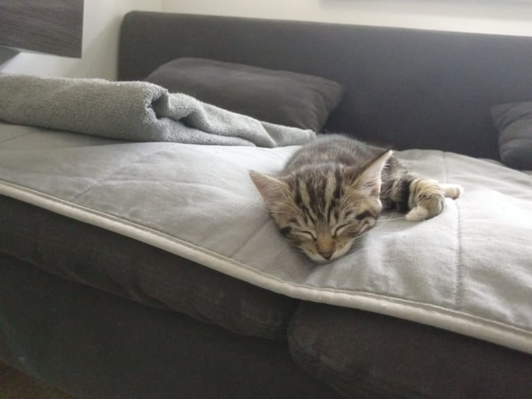 Kittens 