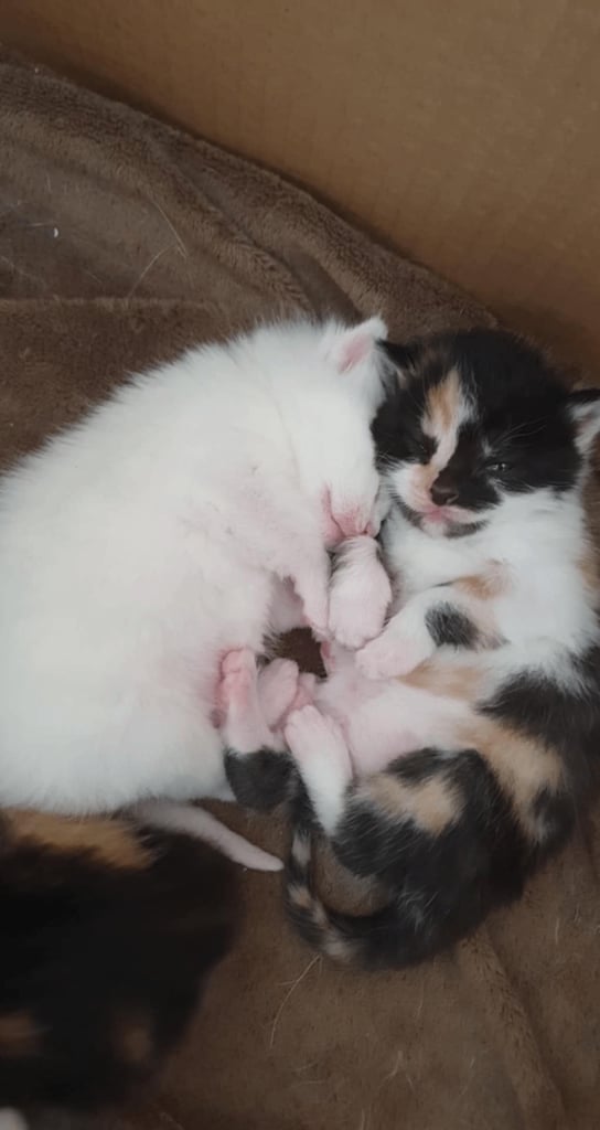 Stunning kittens 