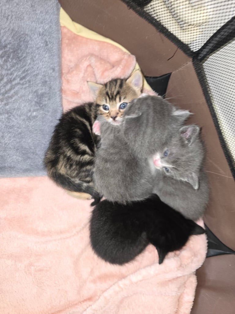 Girl Kittens For Sale