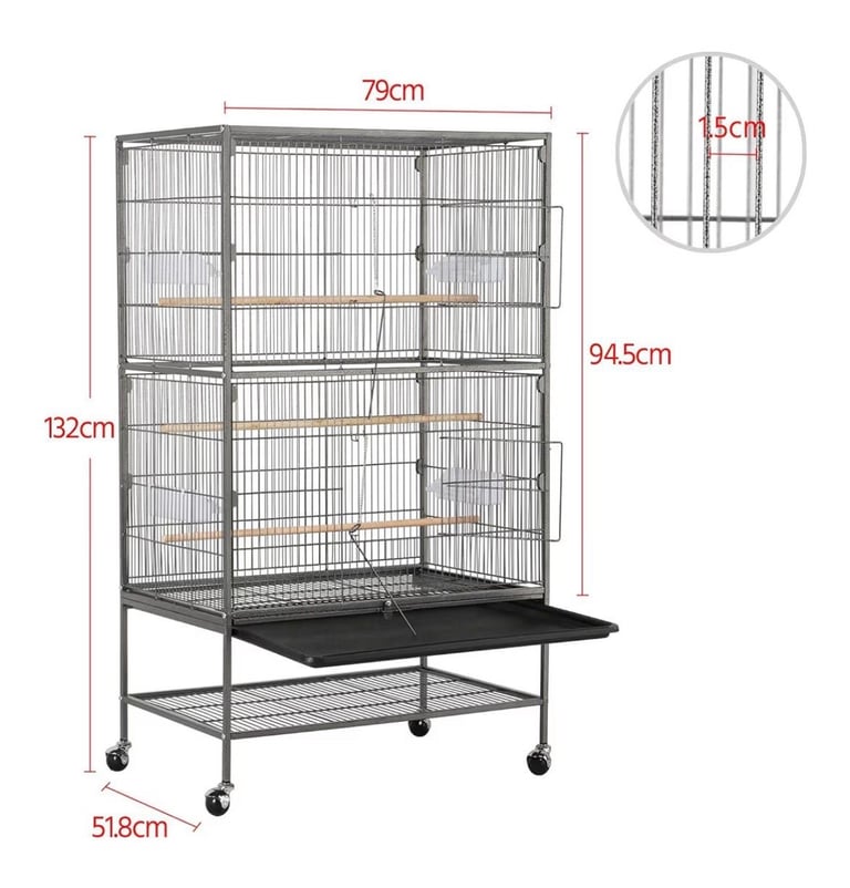 Cockatiel Birds for Sale