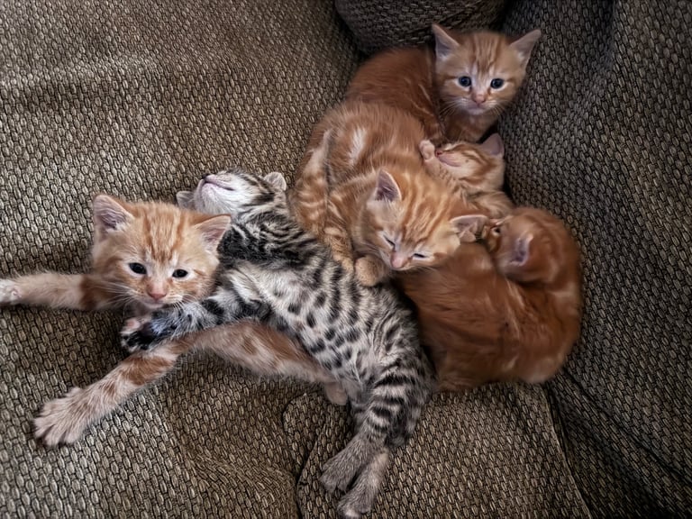 Gorgeous affectionate fluffy kittens 