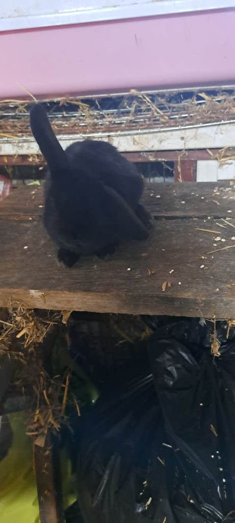 Baby mini lop bunnies 