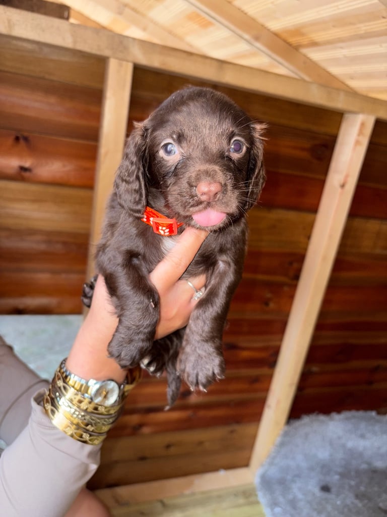 Cocker Spaniel Puppies