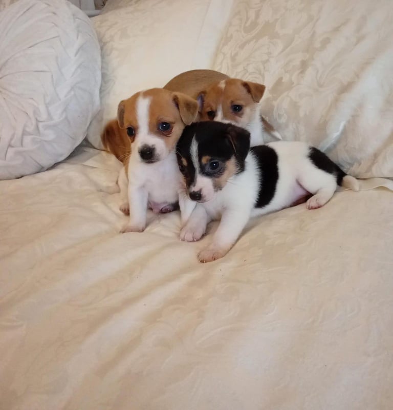 Miniature Jack Russell puppies