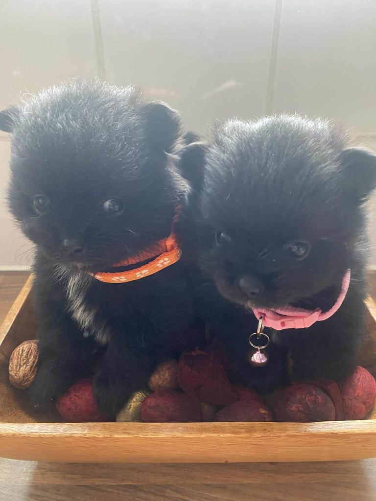Pomeranian puppies 