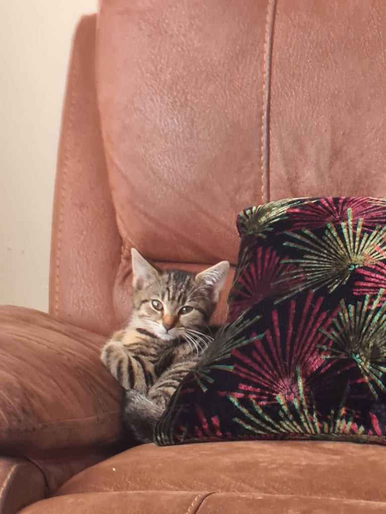 3 beautiful female kittens up for sale