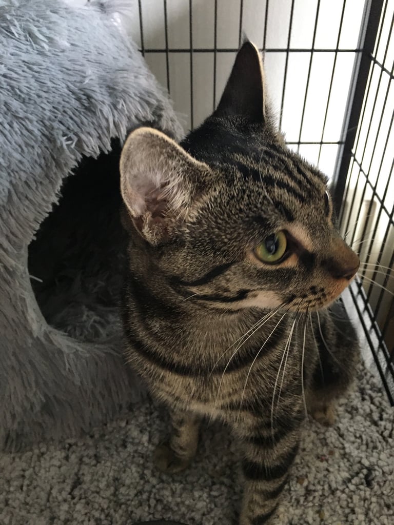 Rescued & Rehoming: 9 m/o Neutered Male BENGAL cross Tabby