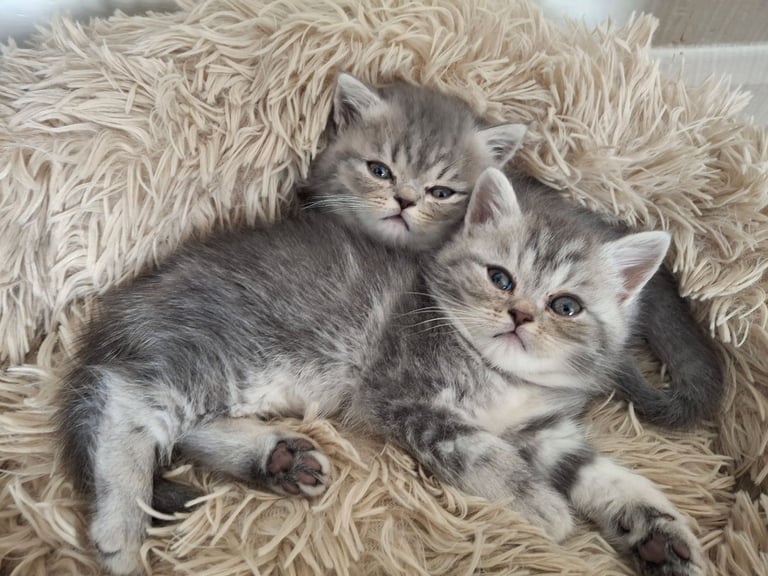 Persian/Exotic kittens looking for their forever homes READY NOW 🤎