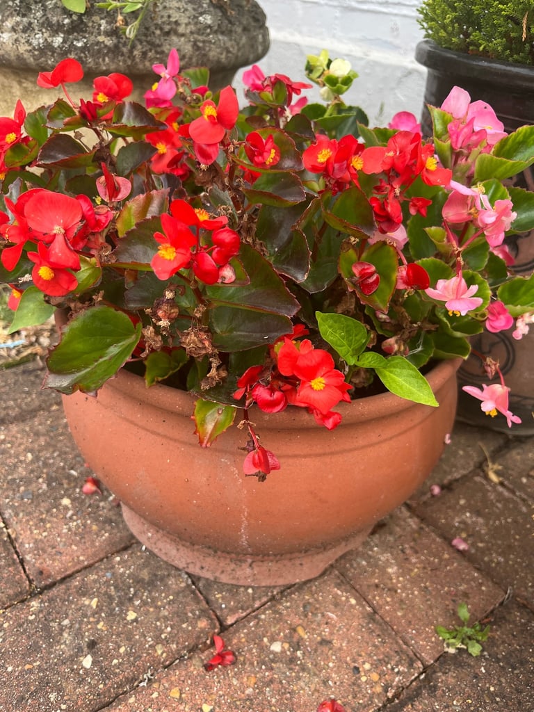 Vibrant Tradescantia in 23cm Pot - Striking Purple & Green Foliage