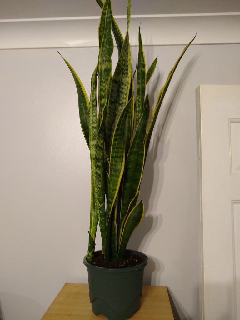 Sansevieria Trifasciata plant.