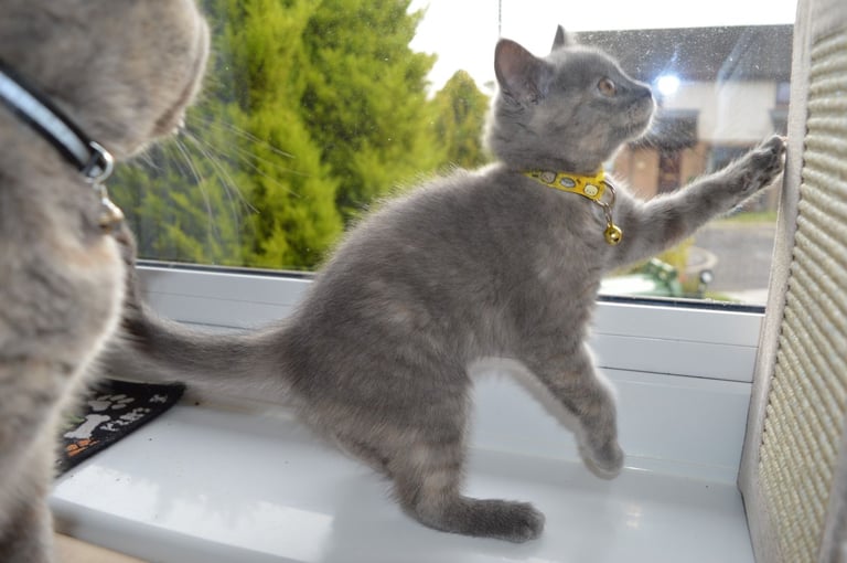 🐾 Adorable British Shorthair Kitten Girl ❤️